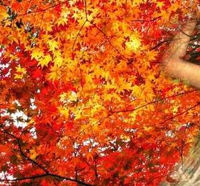Баланс. Mabon