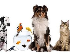 Два расклада о домашних питомцах. Two spreads about pets by Susanne Zitzl